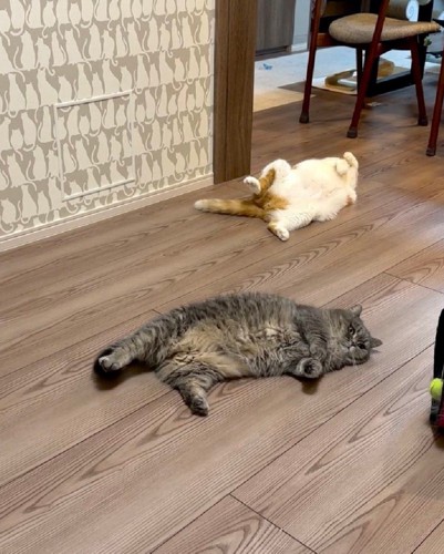 床に寝ている猫
