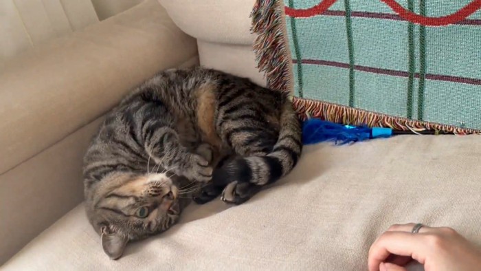 丸くなる猫