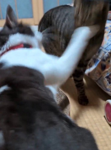 キジトラ猫にパンチするキジ白猫