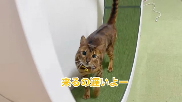 黄色い首輪の猫