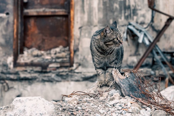戦場の猫