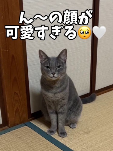 座ってカメラを見る猫