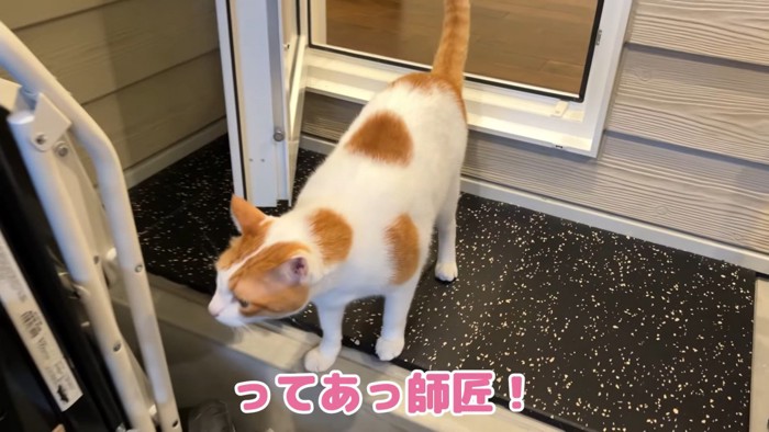 扉から入ってくる猫