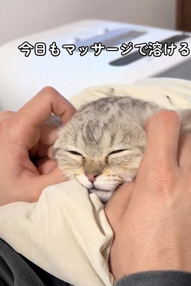 マッサージされている猫の写真3
