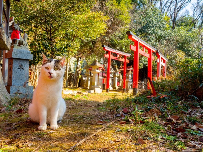 神社にいる猫