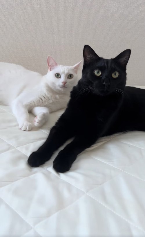 黒猫の前足に頭をめり込ませて寝ている白猫