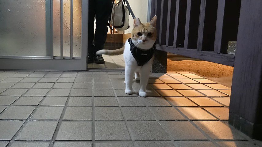 玄関から外に出た猫