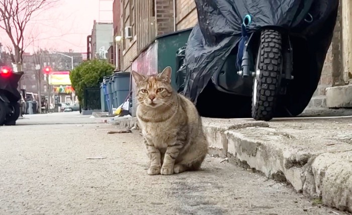 待ち続ける猫