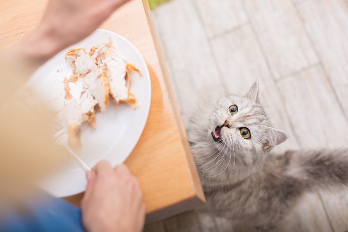 人間が食べているチキンを欲しがる猫
