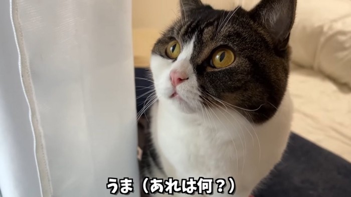 見上げる猫