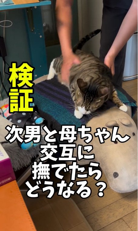 飼い主さんに触られる猫