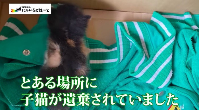 遺棄された子猫