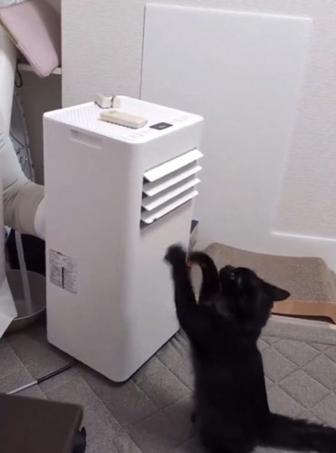 見えない敵と闘う猫