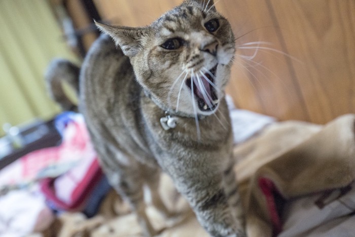 大きく口を開けてあくびをする老猫