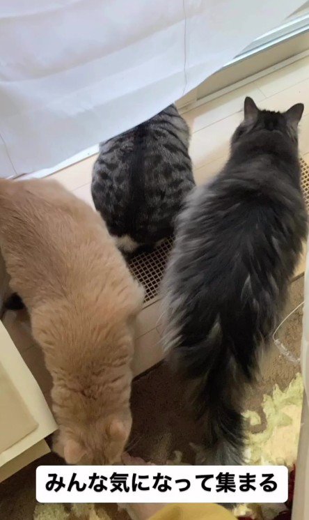 見守る3匹の猫