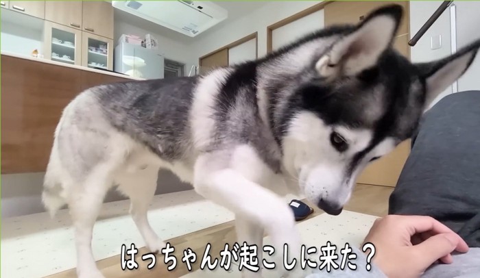 袖をちょいちょいする犬