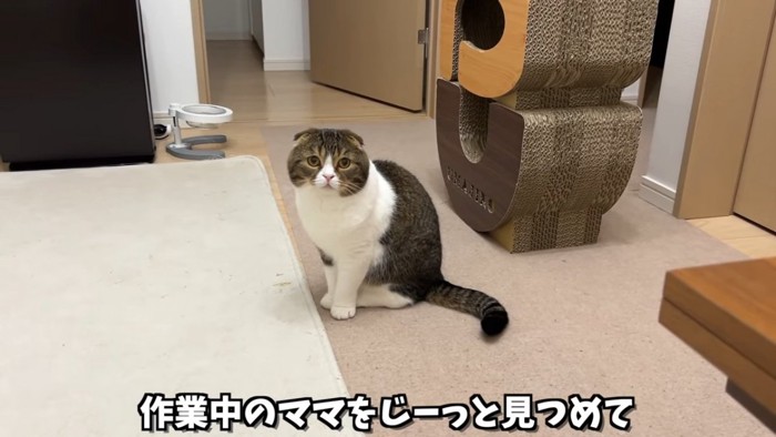 おすわりする猫