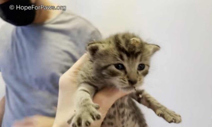 残されていた子猫