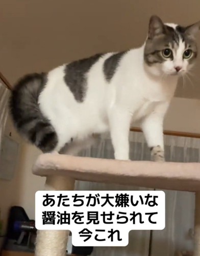 醤油をガン見する猫