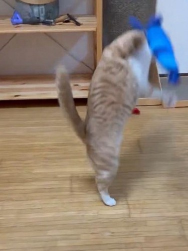 エビのおもちゃを手に取った猫