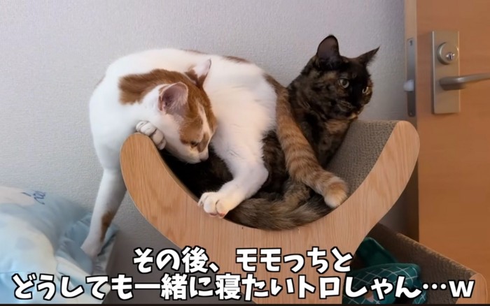 乗る猫