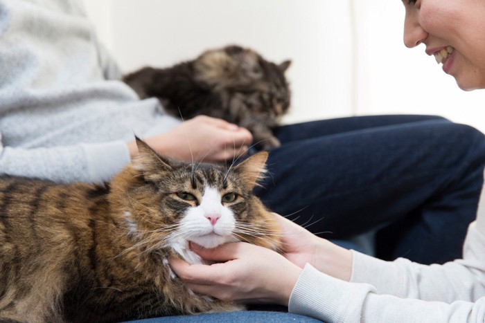 猫を膝にのせる人と、別の猫を撫でる人