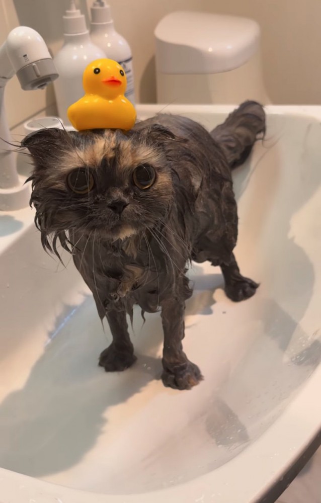 アヒルを頭にのせる猫
