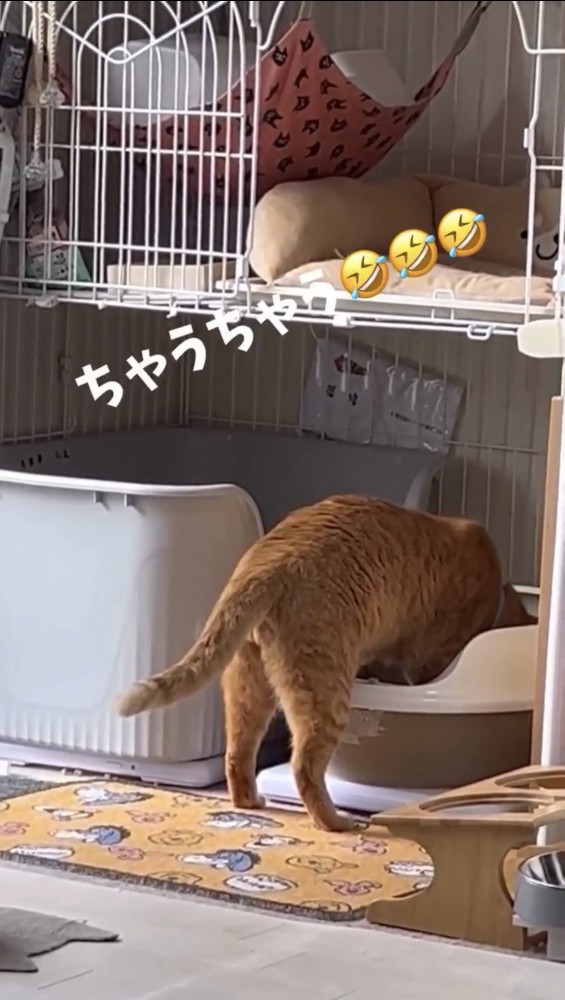 トイレに砂をかける猫