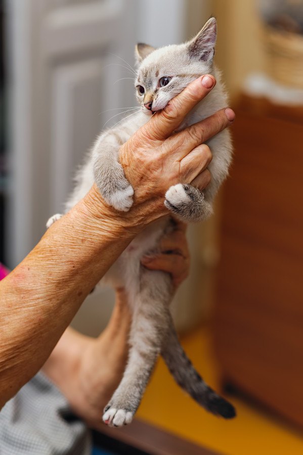 抱っこ嫌いな猫