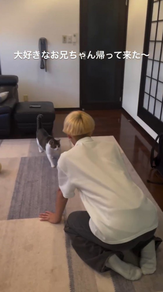 男性のもとへ歩いてくる猫