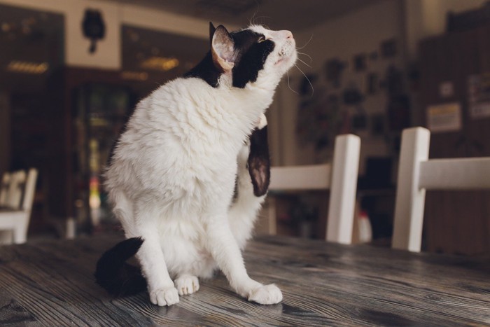 体を掻いている猫