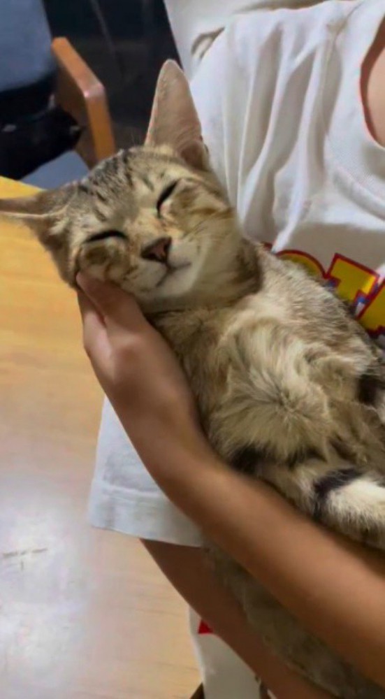 女の子に抱っこされて気持ち良さそうに眠るキジトラ猫