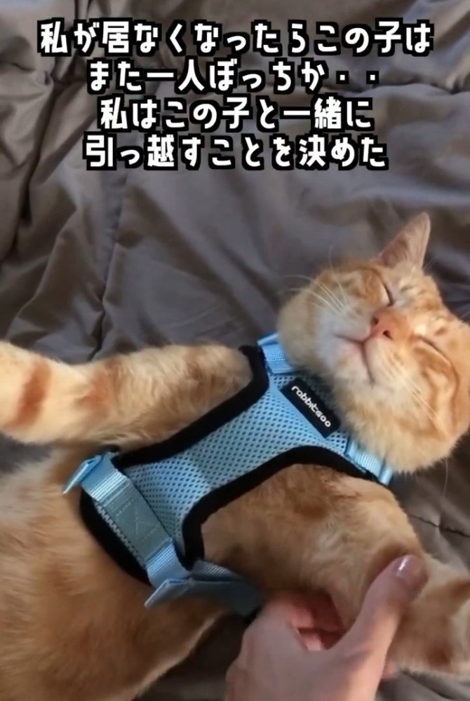 ハーネスをつけた猫