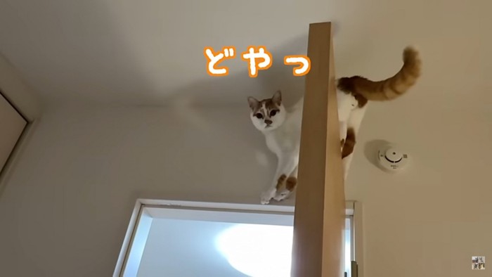 扉の上に立つ猫