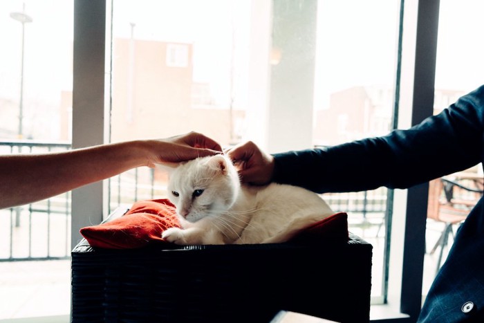 猫に触れる男女の手