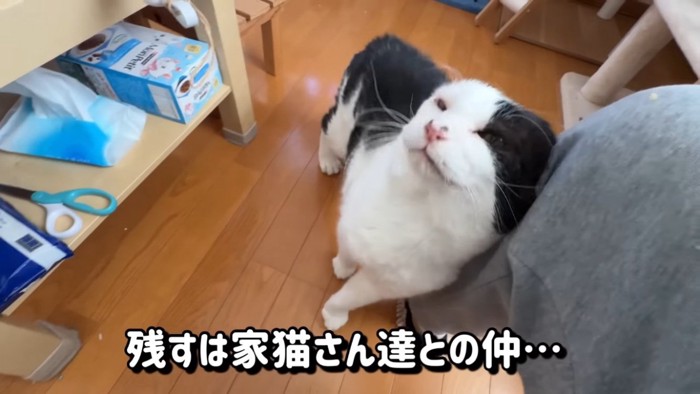 ママの足に擦り寄る白黒猫
