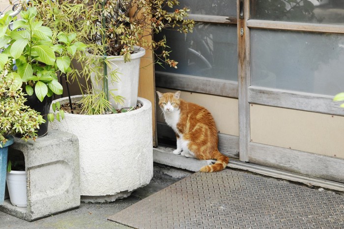 玄関前の猫