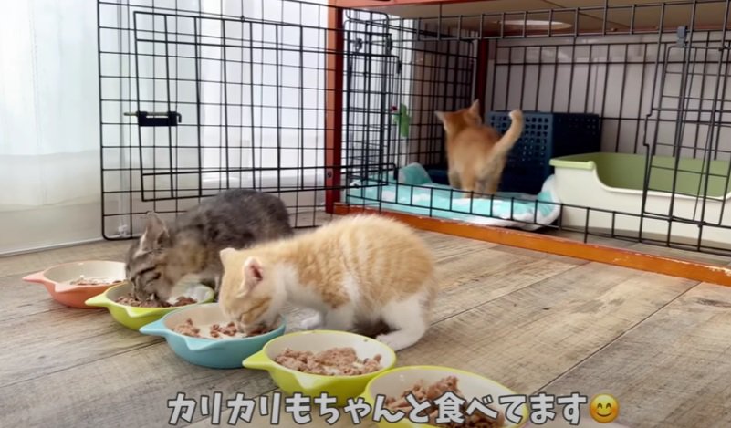 ご飯を食べる子猫たち