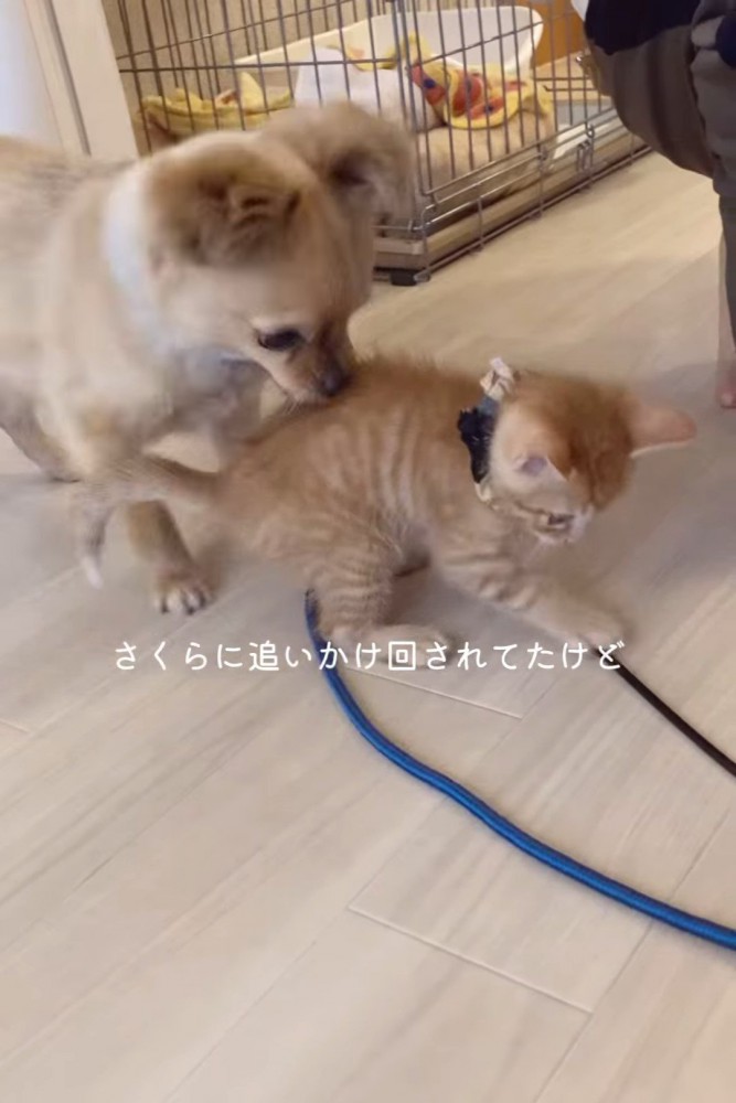 子猫の後ろにいる犬