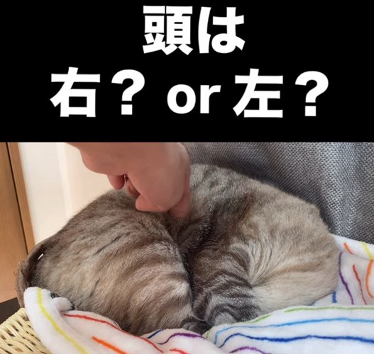 眠っているにゃん太くん