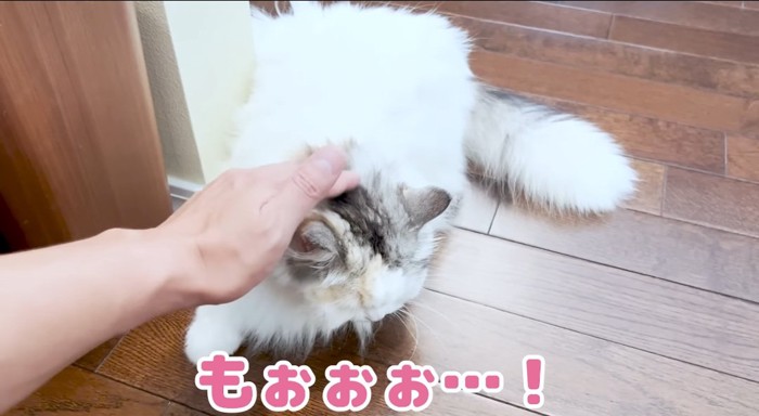 撫でられる猫