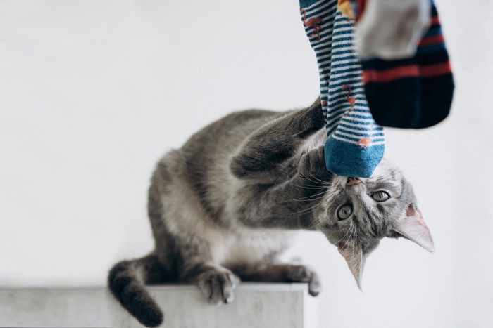 靴下で遊ぶ猫