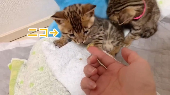 人の指を見る子猫