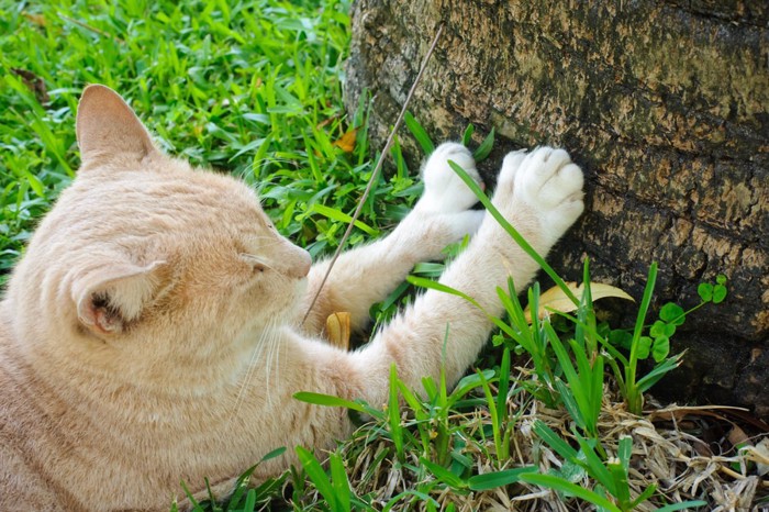 くつろぐ野良猫