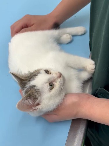 動物病院にいる子猫