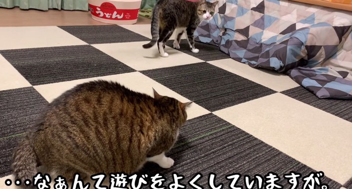 向かい合う猫