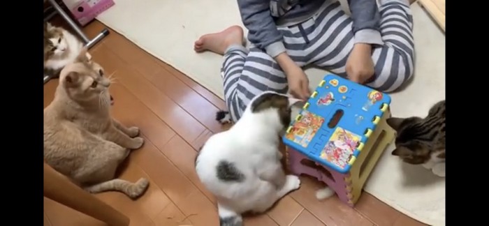 たくさんの猫