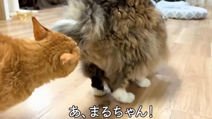 お尻の匂いを嗅ぐ茶トラ猫