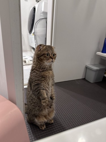 直立する猫