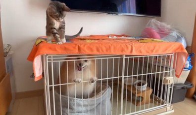 犬に興味を持つ猫
